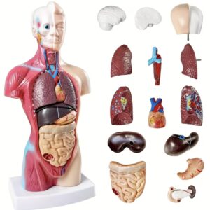مدل آموزشی آناتومی انسان با اندام‌های جداشدنی